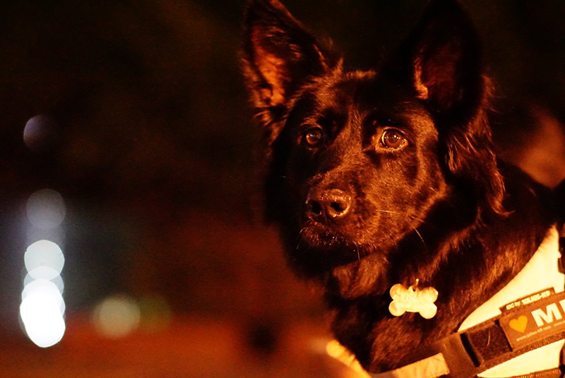 IMAGE: https://i.postimg.cc/N0Bgcn3P/ISO-12800-Sodium-Light.jpg