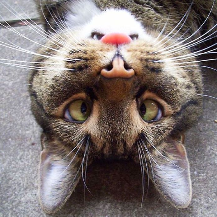 Headshot of cat upside down