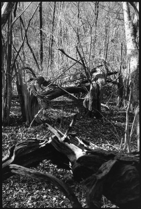 Rollei 35 S_22mar2022_03 (860x1280)