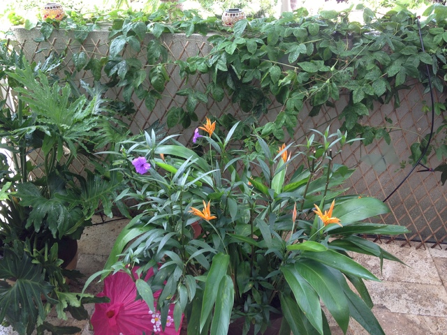 Our Garden 005