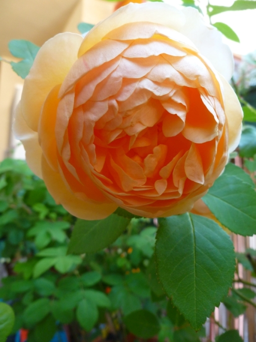 [Bild: rosensaison2021-09.jpg]