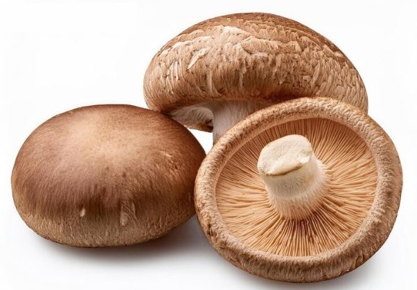 Can Bunnies Eat Mushrooms