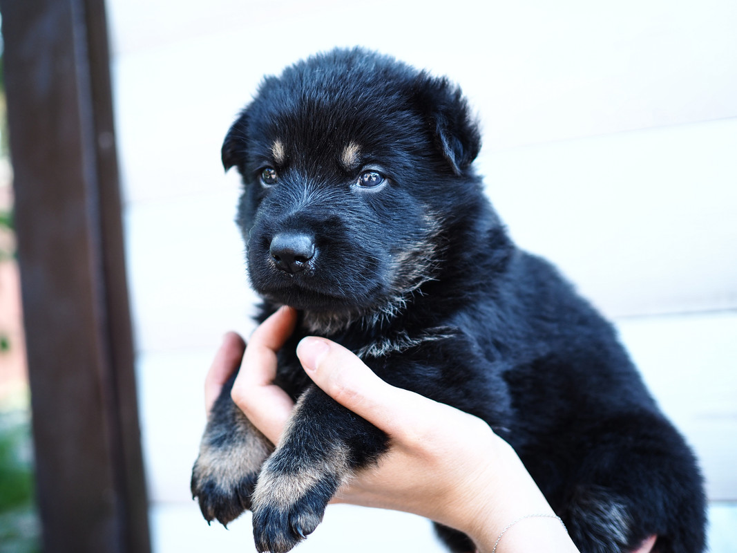 P6070293-кобель2