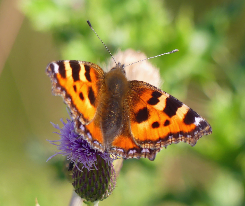 TORTOISESHELL 6 110824