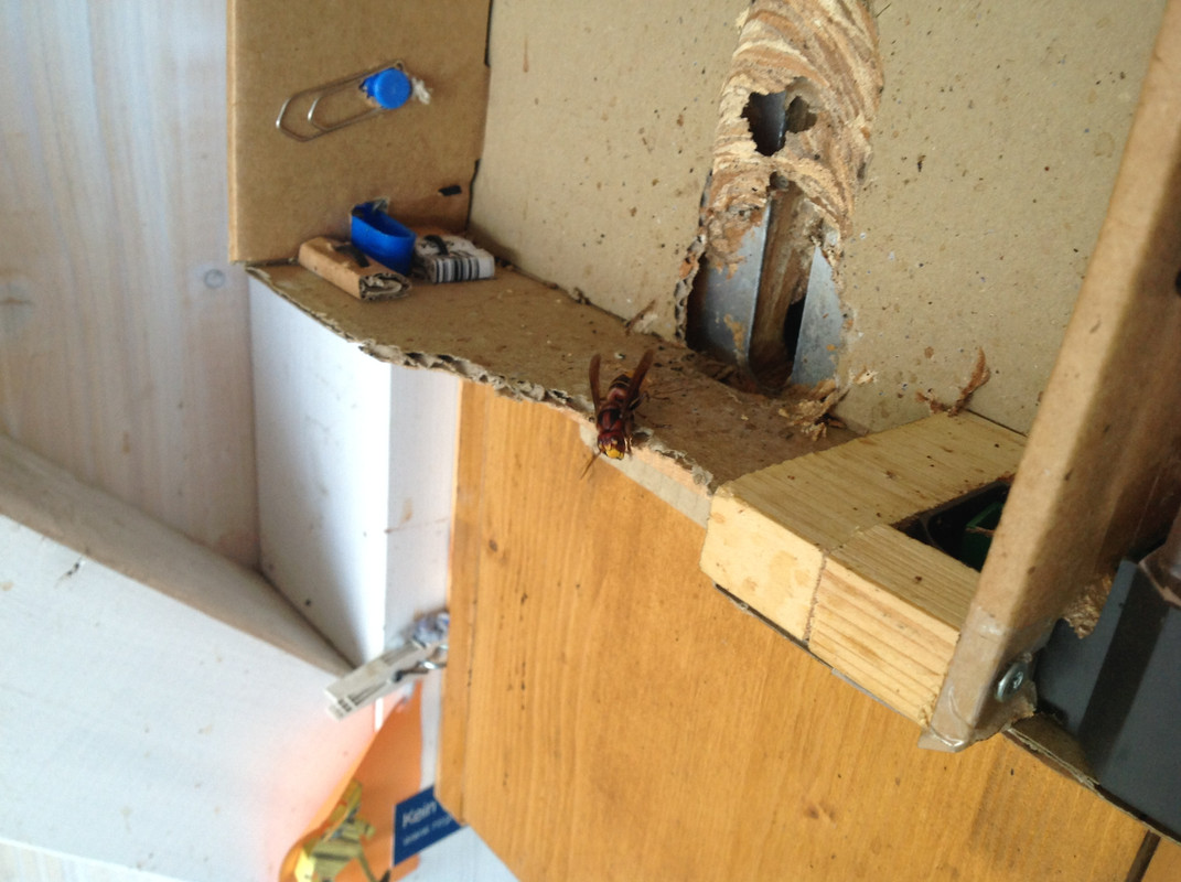 Vespa crarbo germana 29.Oktober 2015 (5)