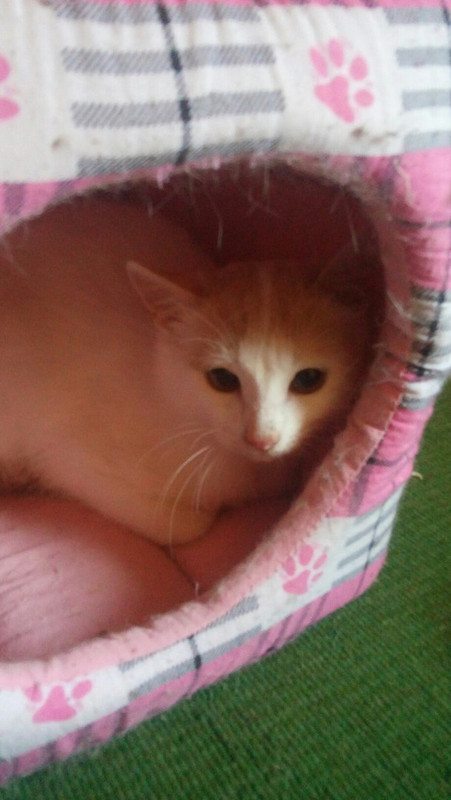 Арамис_04_18_2