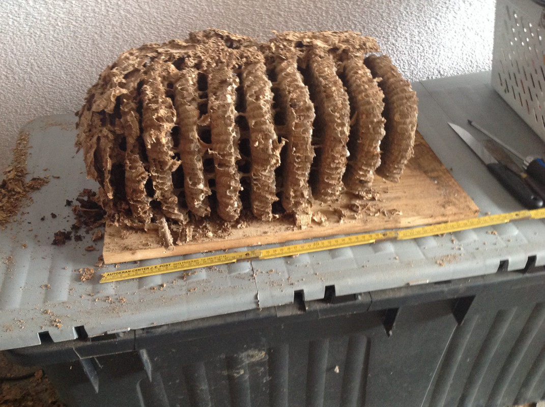 Hornissen Nest und Waben Winter 2015 (11)