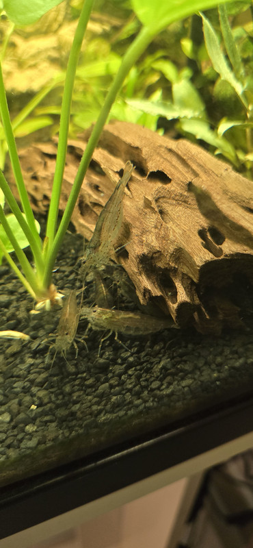 17367114029832253478339362869489