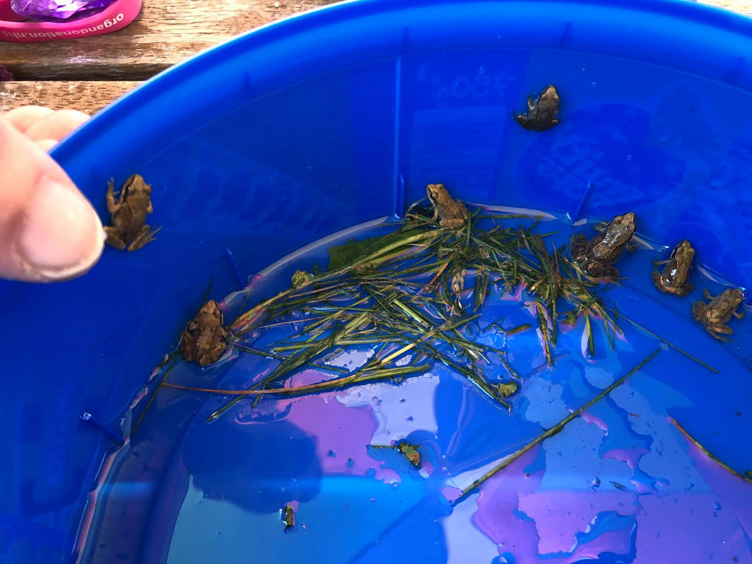 66790634_10157301040697457_3635907910208323584_o