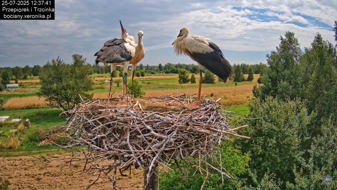 25072025bociany47