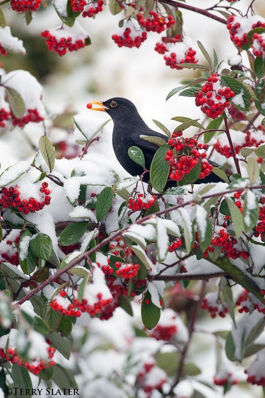 redberriesblackbirdsnow.jpg