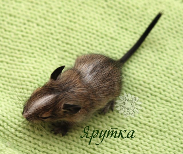 ярутка2_1-нед