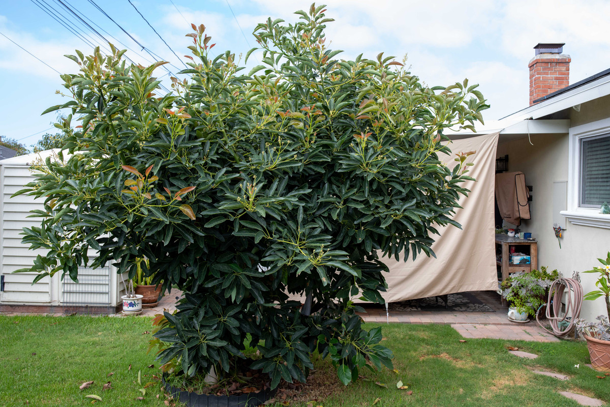 8U1A7187  Jan Boyce Avocado Tree Planted in 2022 (10-1-2025)
