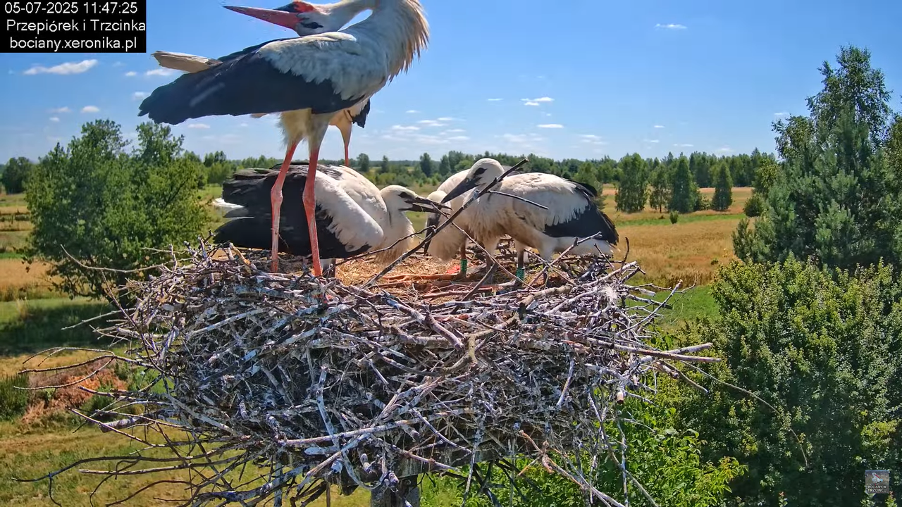 05072025bociany36