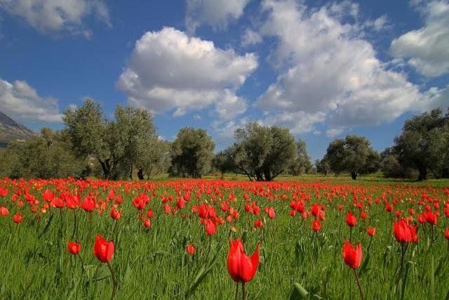 Εικόνα