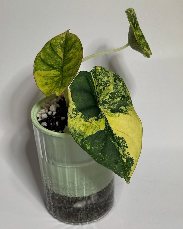 Alocasia Nebula Imperialis Aurea Grade A Variegated 2months by @plantsbyfaber
