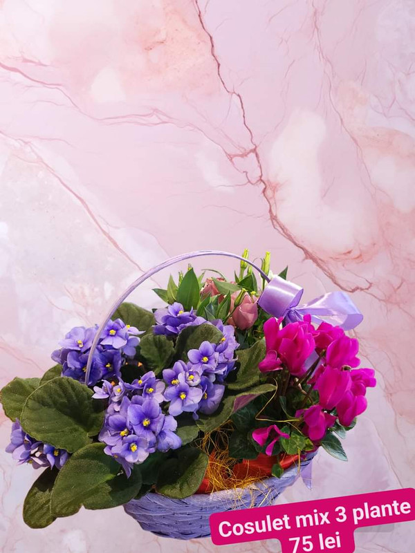 Cosulet mix 3 plante