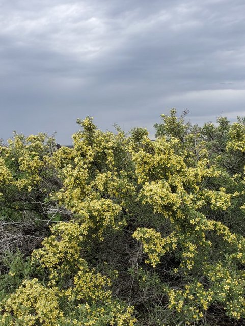 [Image: Fragrance-Flower.jpg]