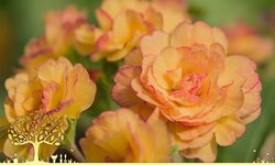 [Image: 28173749-Mc-Py-IVNH.jpg]