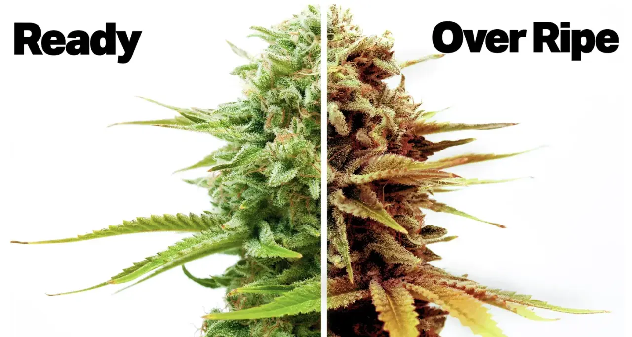 Cannabis Harvest Timing Guide