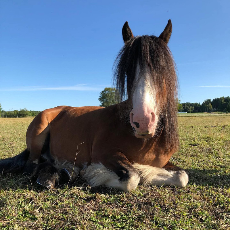hästbild