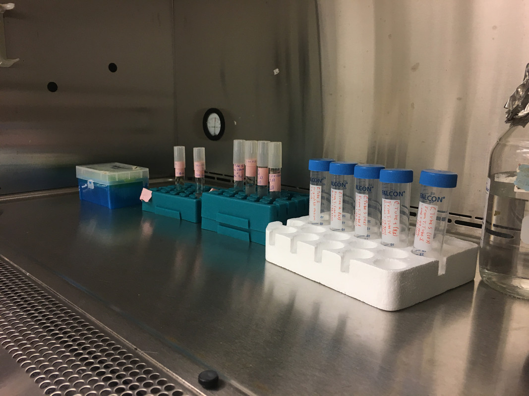 Biosafety Cabinet for Optical Density (2017)