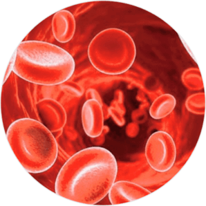 Antioxidant Function