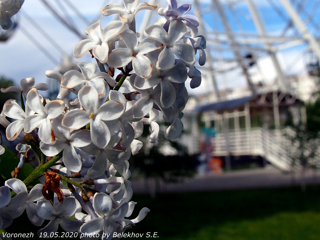 Воронеж, весна, макро, цветы Воронеж, весна, макро, цветы