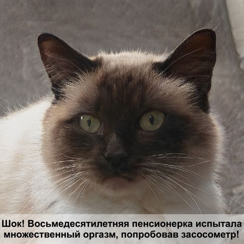 у кошки лысеет морда