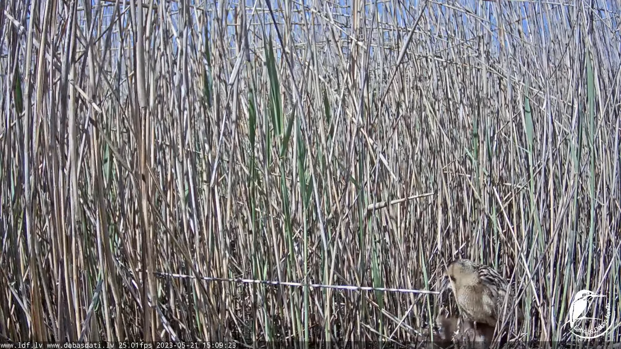 Lielais dumpis (Botaurus stellaris) Engurē - LDF tiešraide 10-10-26 screenshot