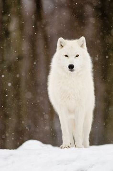 white wolf standing in snow
