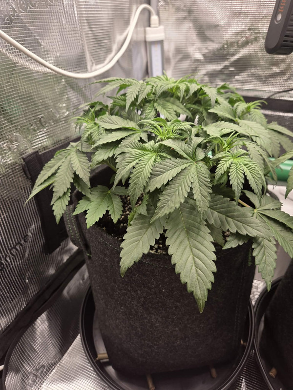 Messenger creation D4FF97A2 5083 4E4C A409 1DAC03D3D585