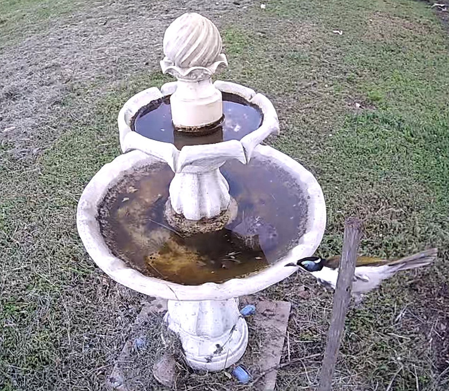 OliveBacked_or_BlueCheeked Honeyeater_001