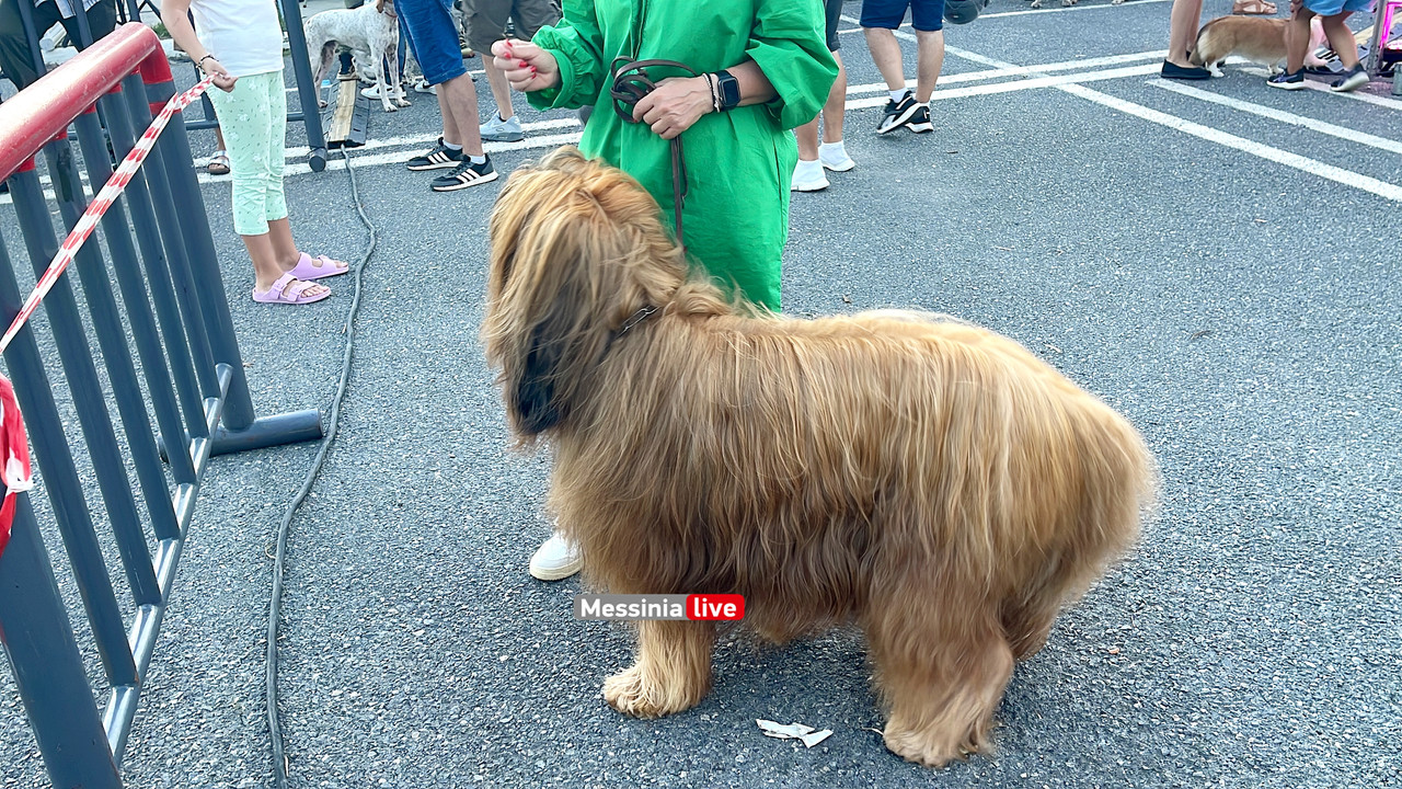 παρκο σκυλιαimage00017