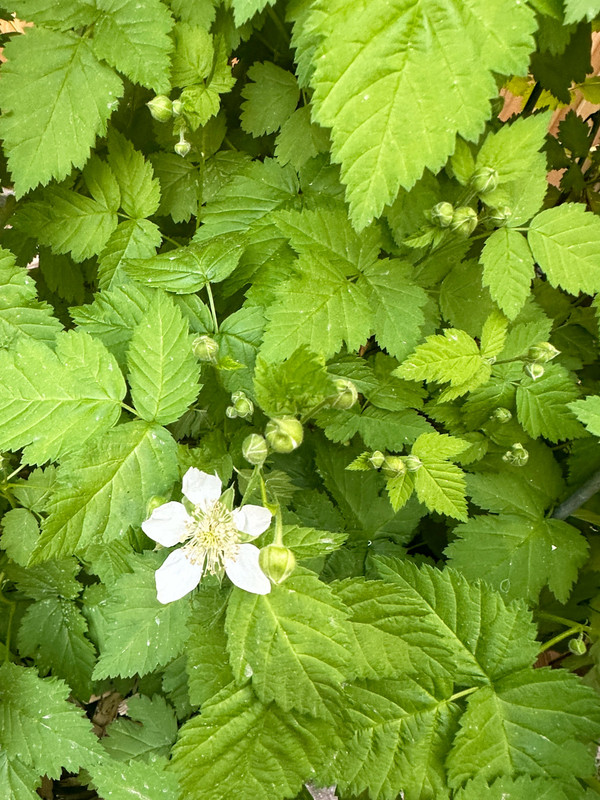 boysenberry-1.jpg
