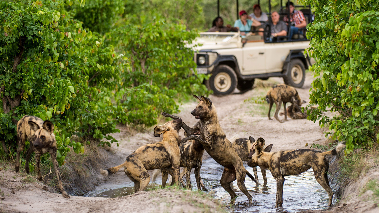 Linyanti Wildlife Reserve