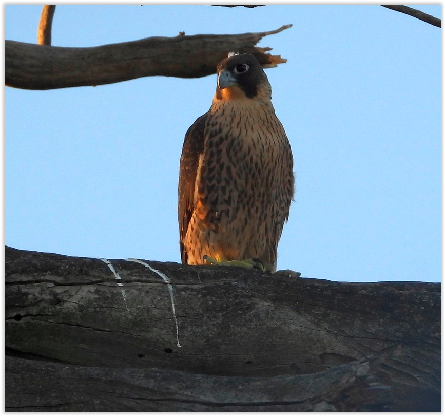 Screen Shot 12 24 25 at 03 05 PM 001