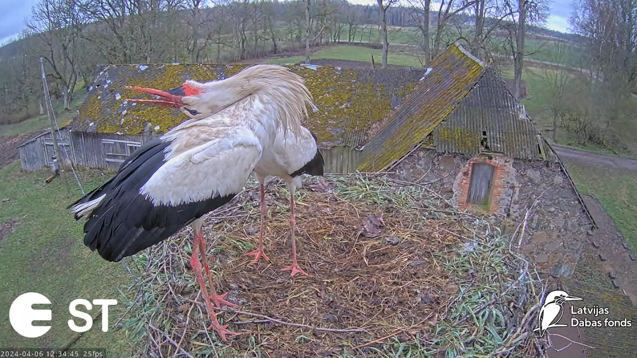 Baltie stārķi (Ciconia ciconia) Tukuma novadā - LDF tiešraide __ White storks in Tukums, Latvia 15-3