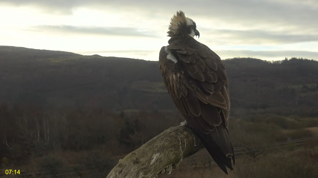 🦅 Dyfi Osprey projekts (VELSA)_ 2025. gada TIEŠRAIDE 4K kvalitātē 🦅 6-47-44 screenshot