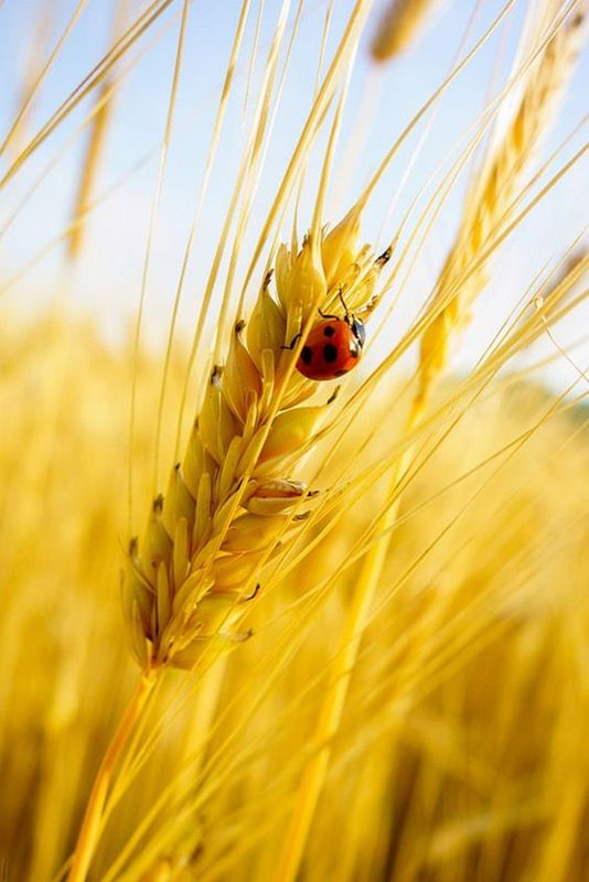 yellowcornladybird.jpg