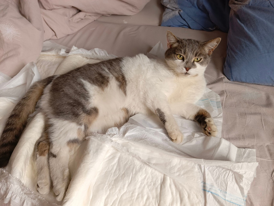 кошка фото 1