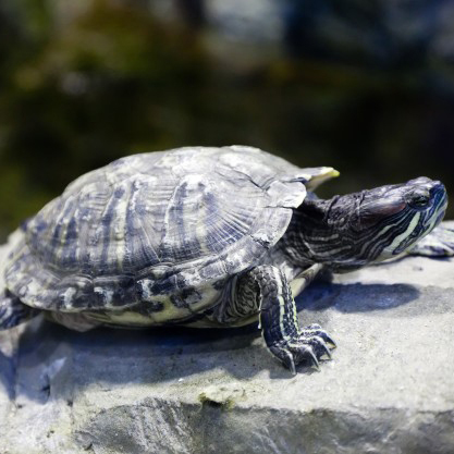 Reptiles