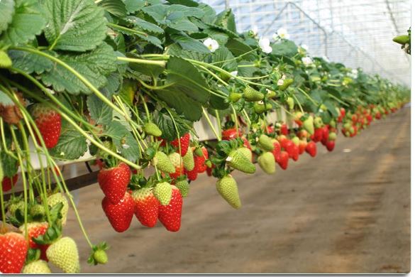 Procure the lightweight, reusable, and 100% organic growing bags for strawberries