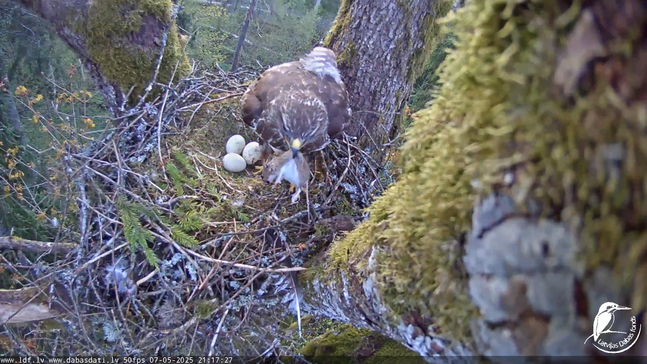 Melnās klijas (Milvus migrans) Kurzemē_ peļu klijāni (Buteo buteo) 15-14-52 screenshot