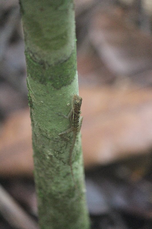 DIA 13: EXCURSIÓN DE UN DÍA A CORCOVADO - DE TORTUGAS Y PEREZOSOS. COSTA RICA 2019 (41)