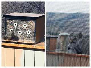 birdfeeder1sm