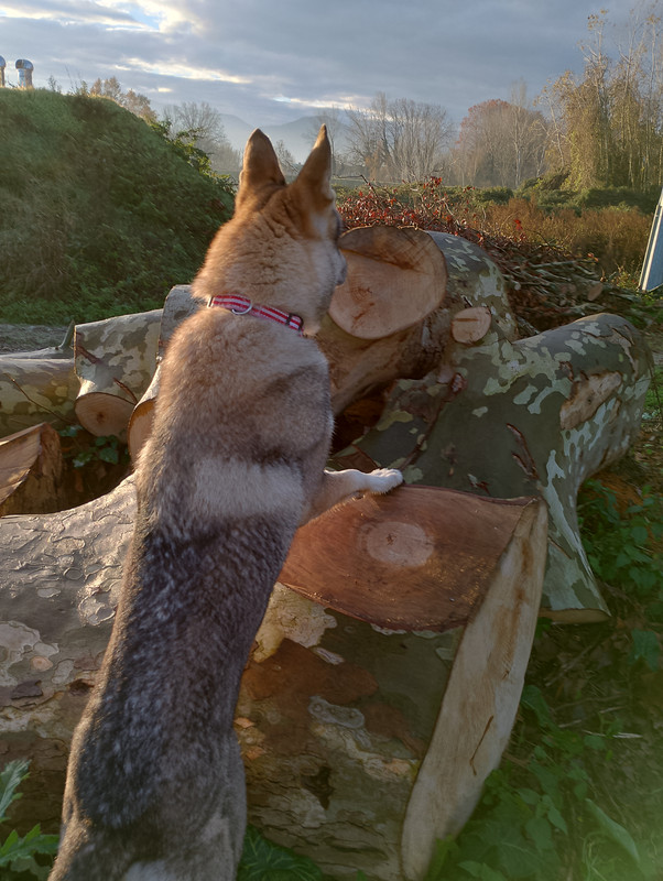 IMG-20241129-082017-HDR.jpg