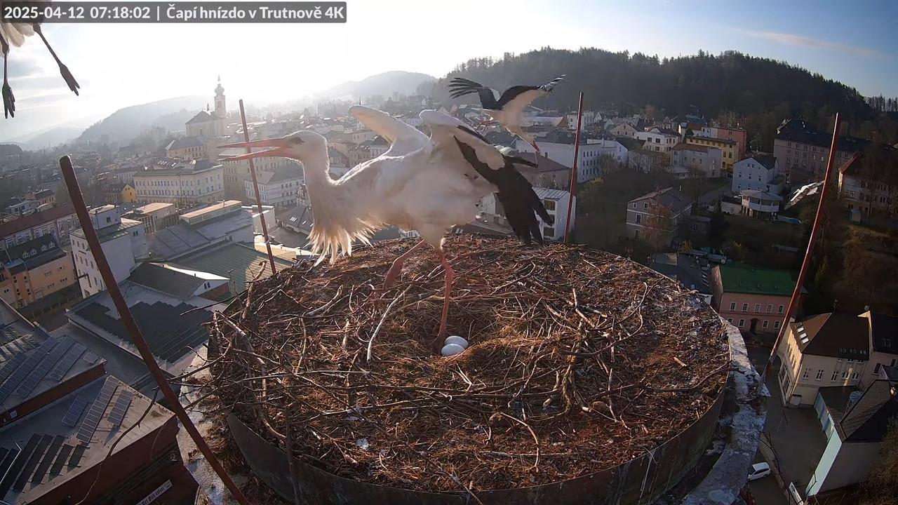 Tiešraidē no stārķa ligzdas uz alus darītavas skursteņa Trutnovā 9-31-0 screenshot
