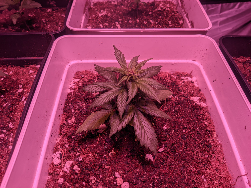 PXL_20210907_171718120