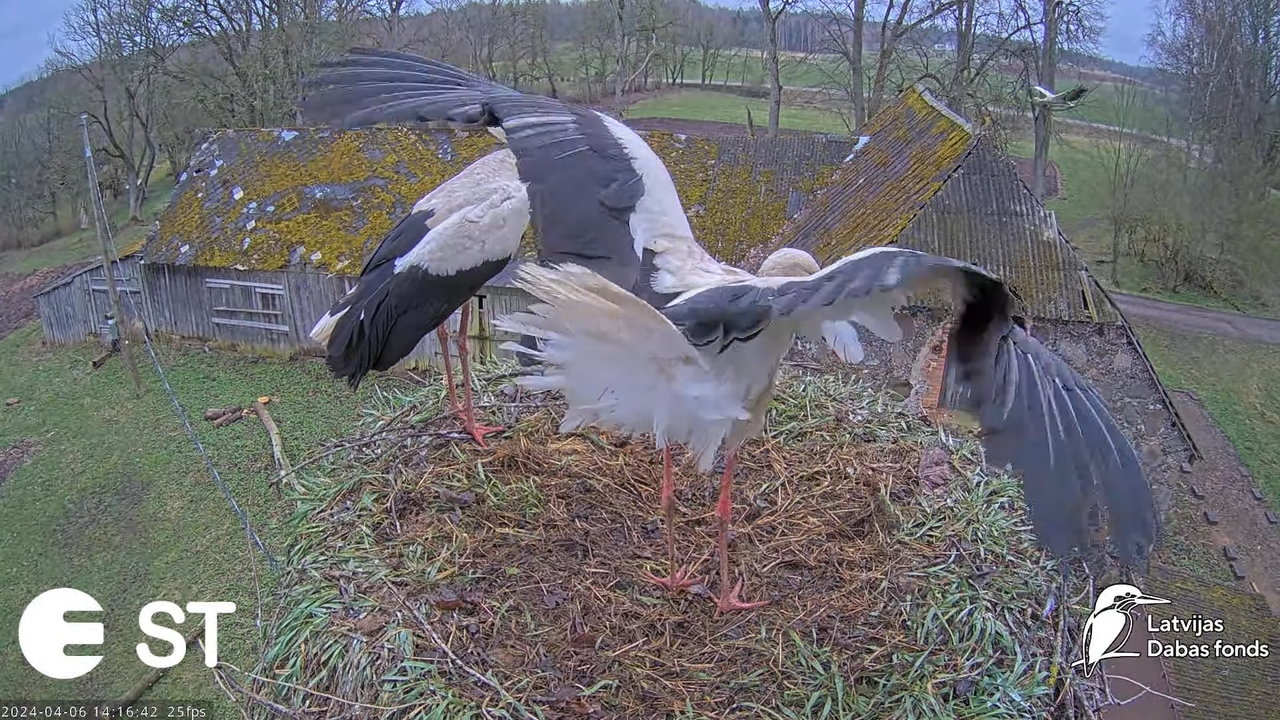 Baltie stārķi (Ciconia ciconia) Tukuma novadā - LDF tiešraide __ White storks in Tukums, Latvia 11-2